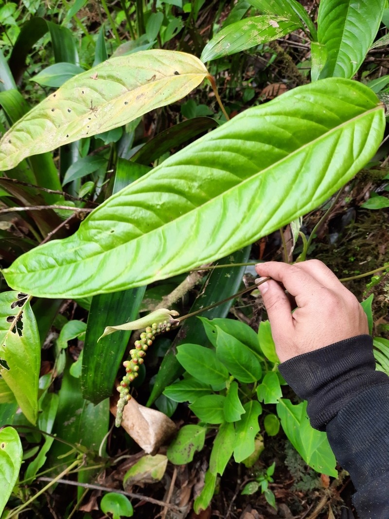 Anthurium testaceum photo 5
