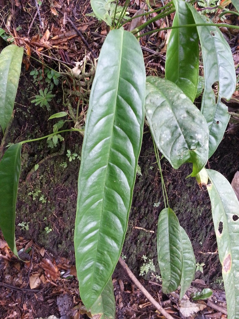 Anthurium testaceum photo 7