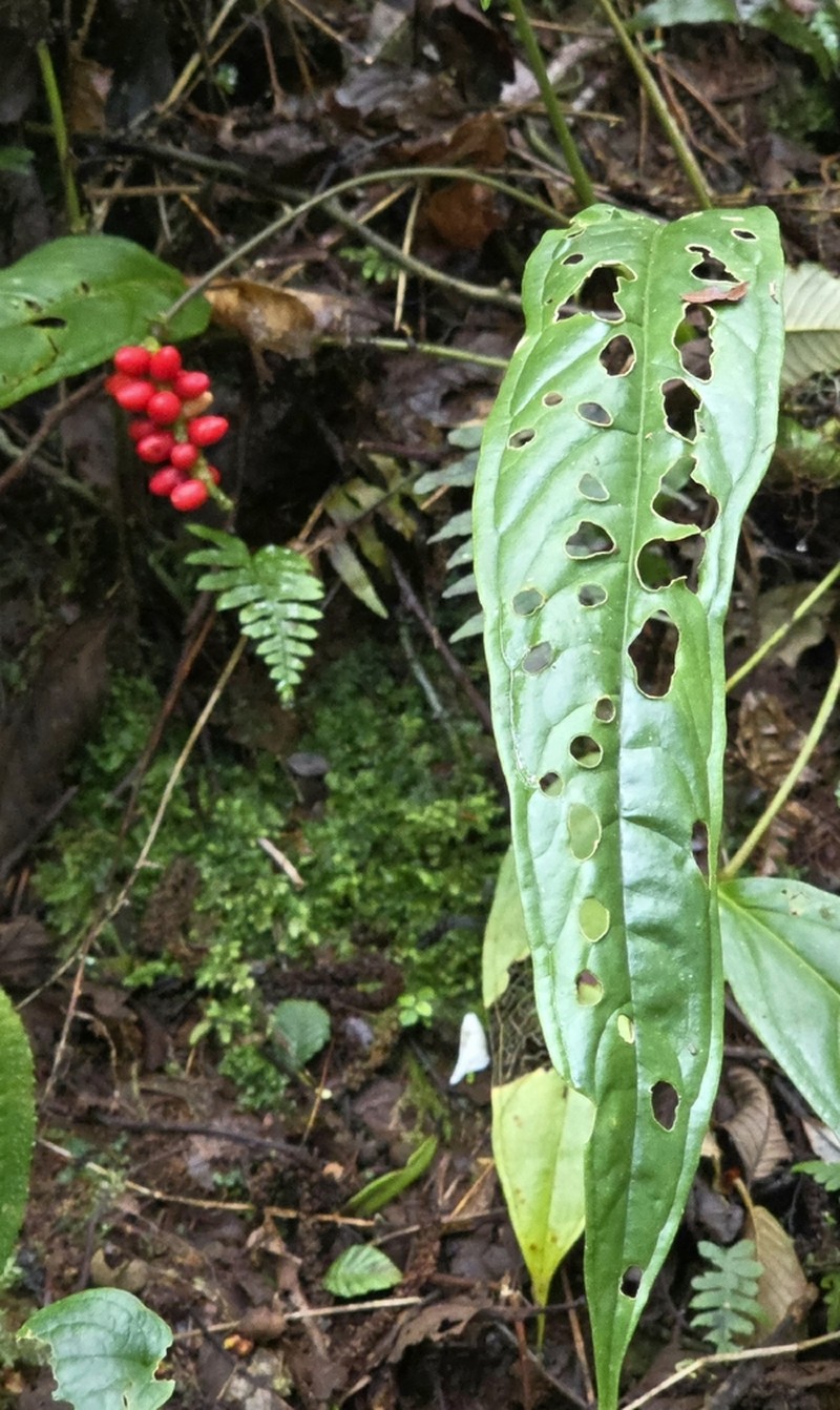 Anthurium testaceum photo 8