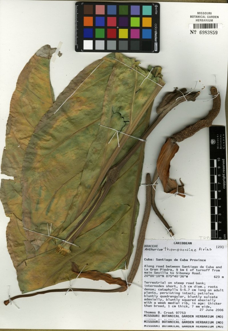 Anthurium thompsoniae