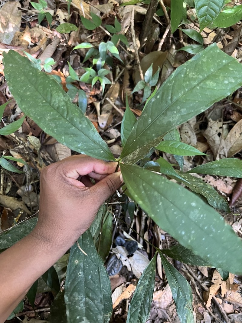 Anthurium thrinax