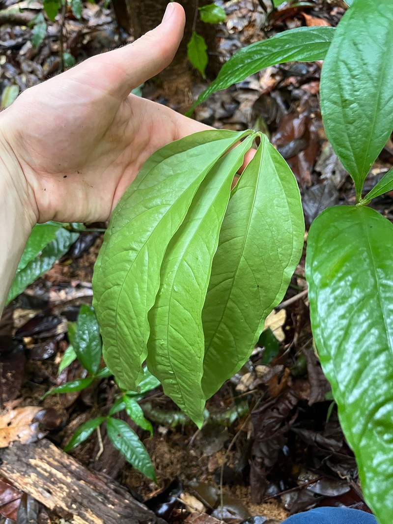 Anthurium thrinax photo 2