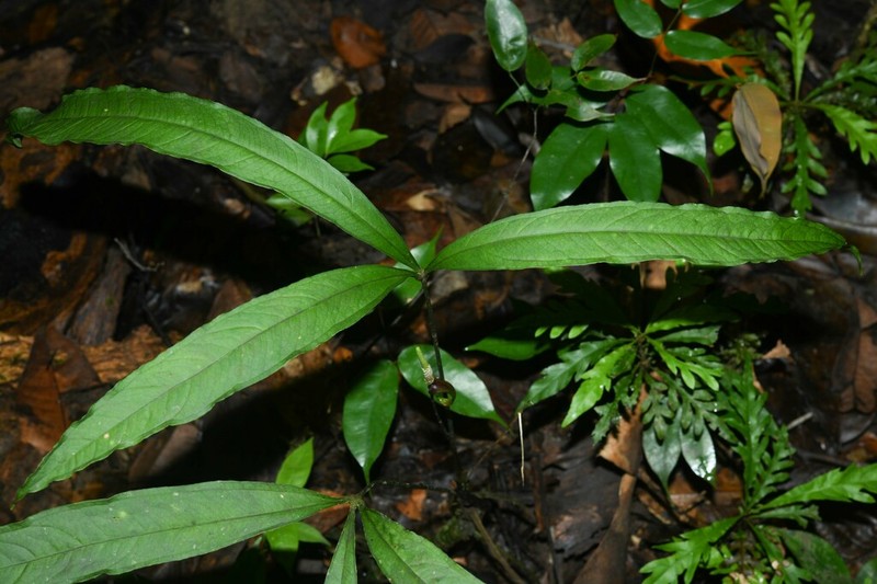 Anthurium thrinax photo 3