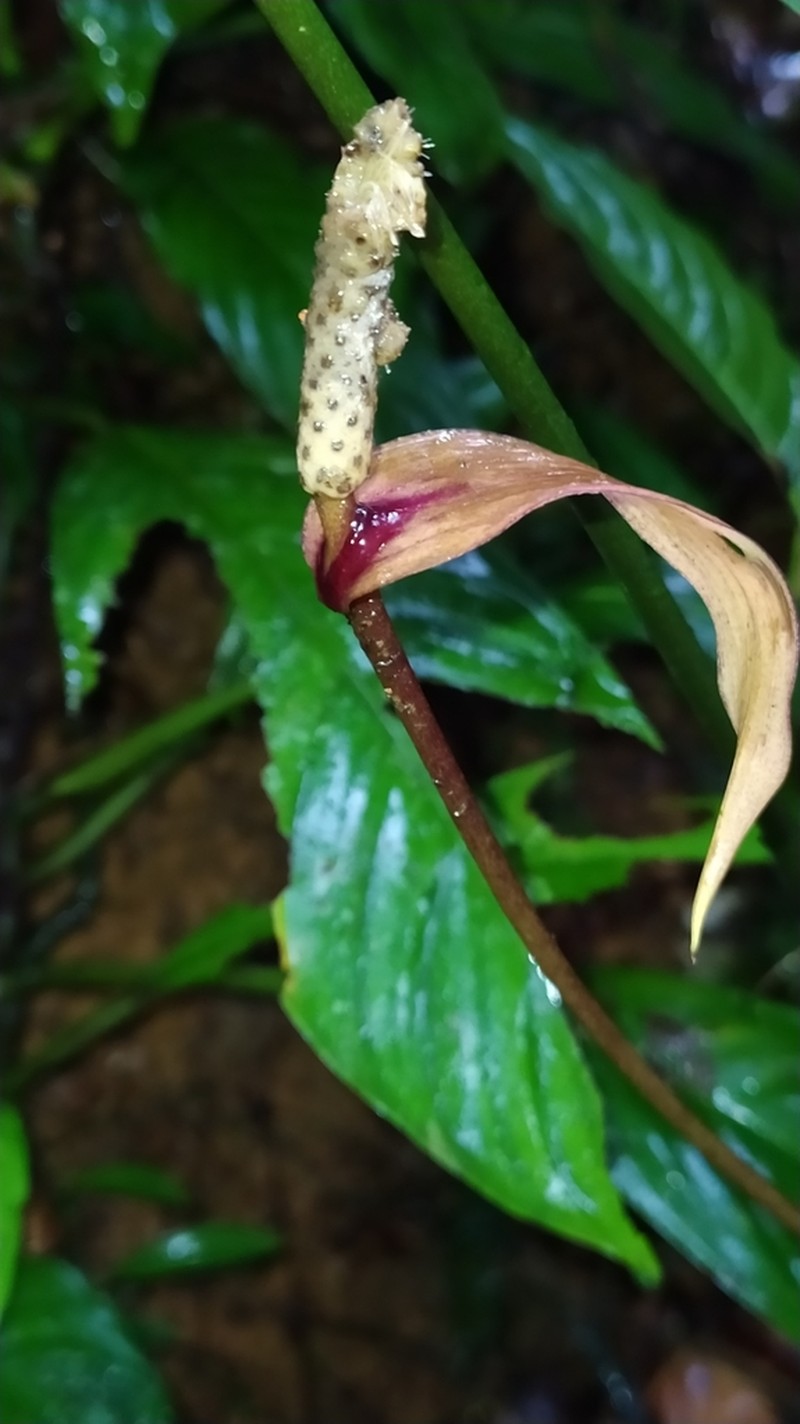 Anthurium thrinax photo 4