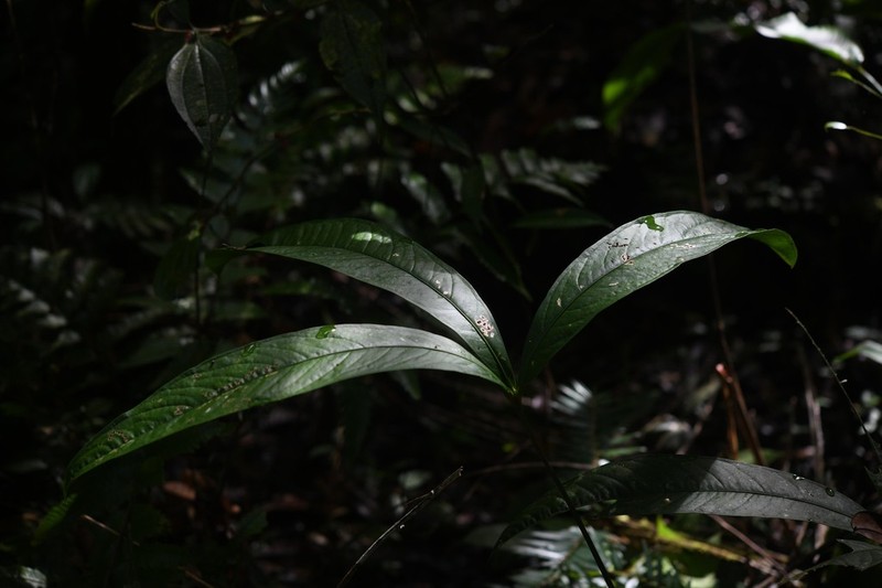 Anthurium thrinax photo 5