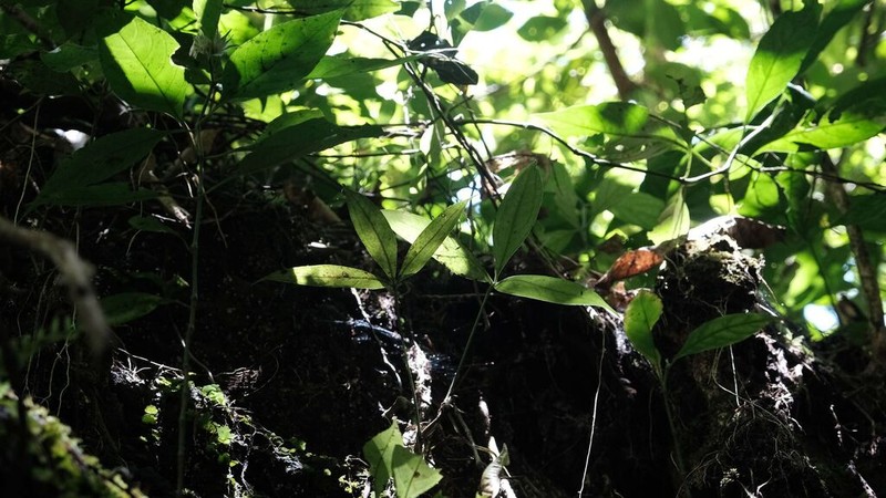 Anthurium thrinax photo 6