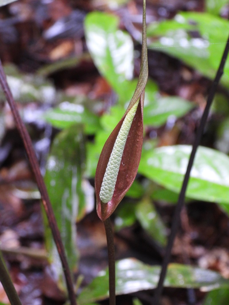 Anthurium thrinax photo 7