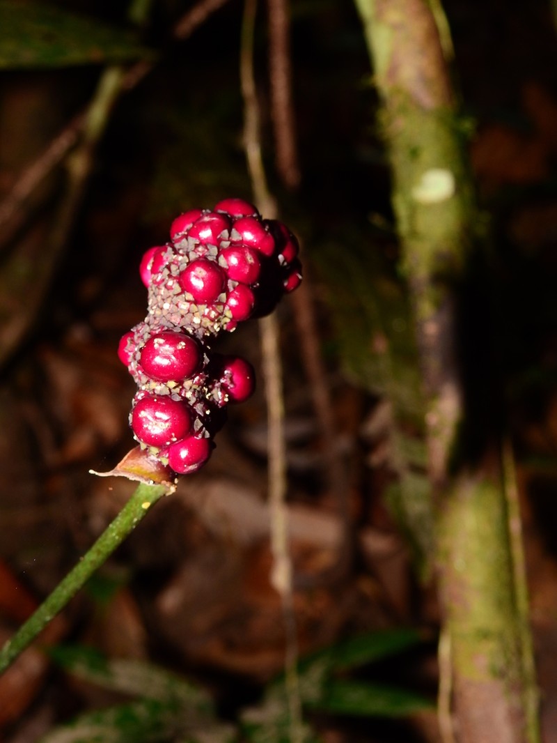 Anthurium thrinax photo 8