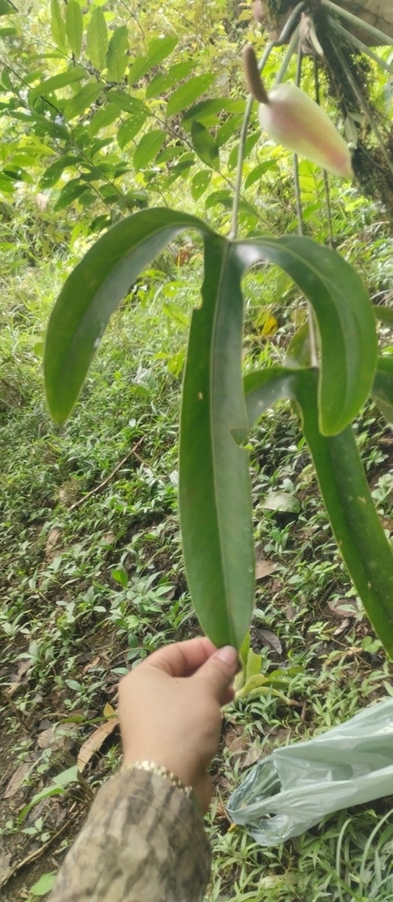 Anthurium tilaranense