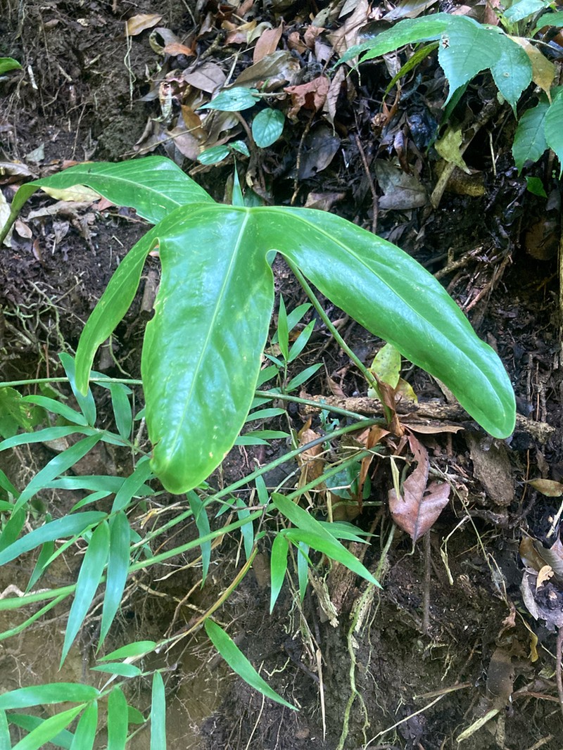 Anthurium tilaranense photo 2