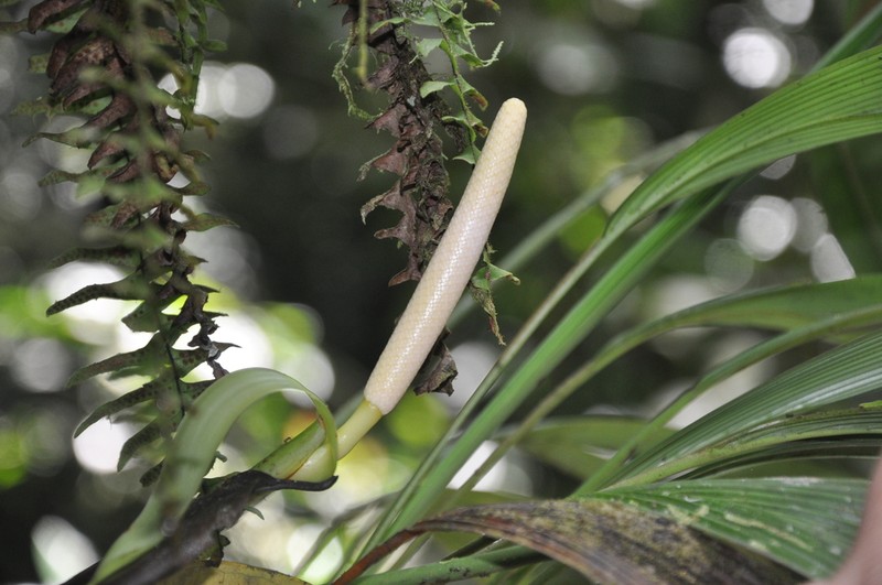 Anthurium tilaranense photo 3