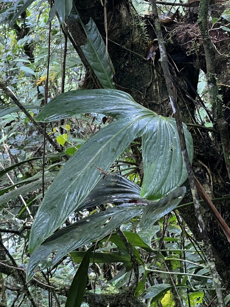 Anthurium tilaranense photo 5