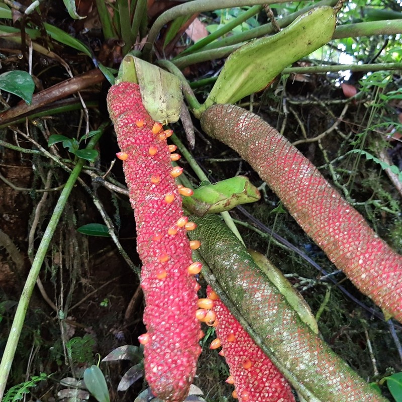 Anthurium tilaranense photo 6