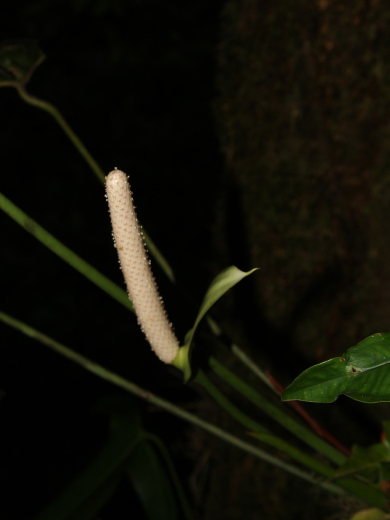 Anthurium tilaranense photo 7