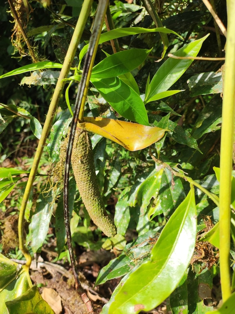 Anthurium tilaranense photo 8
