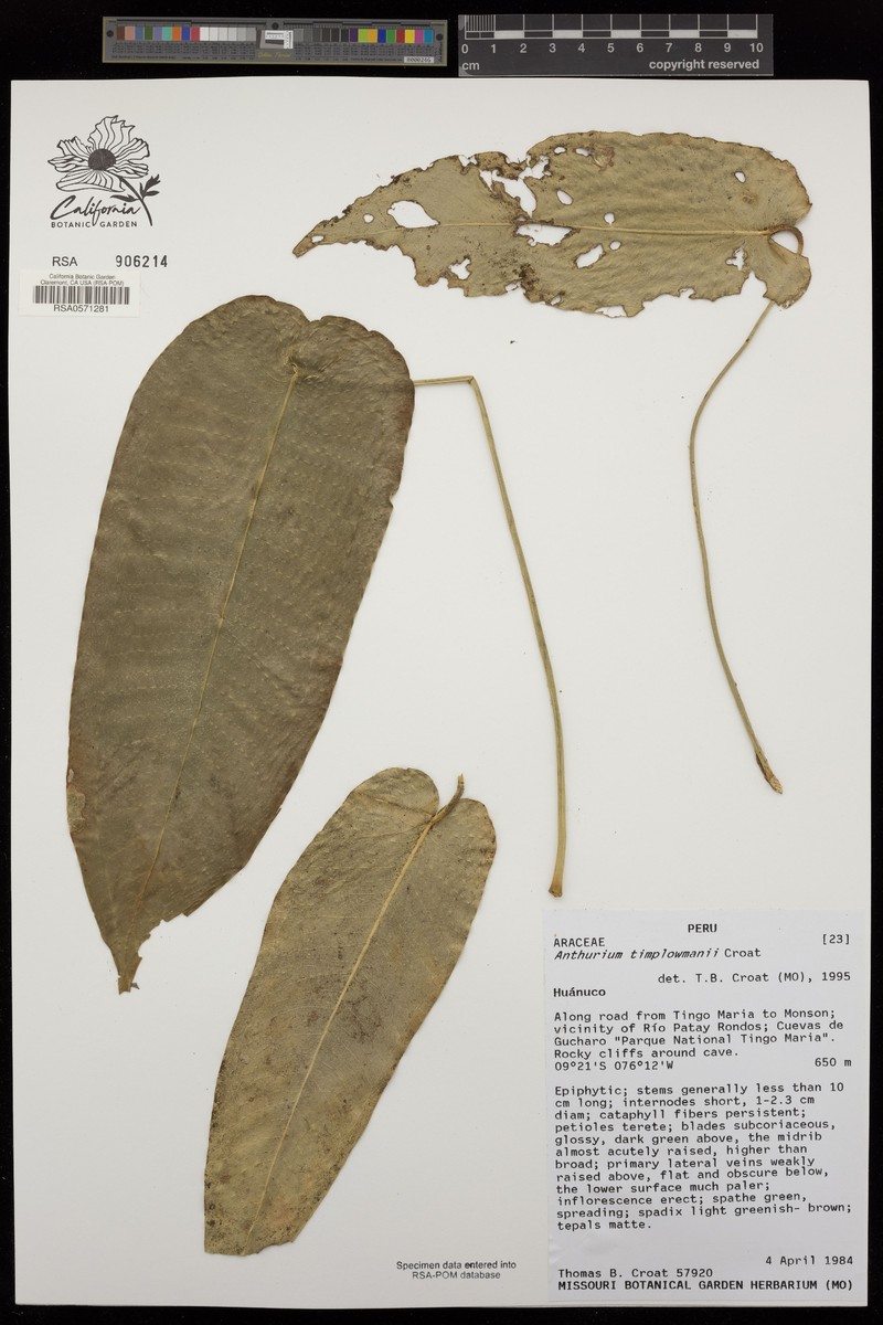 Anthurium timplowmanii