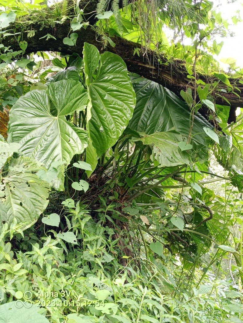 Anthurium titanium photo 3