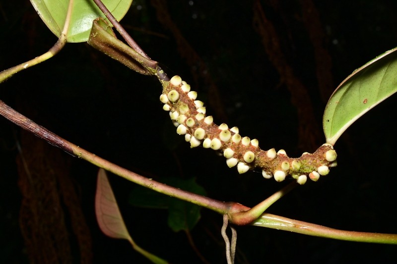 Anthurium tonduzii photo 3
