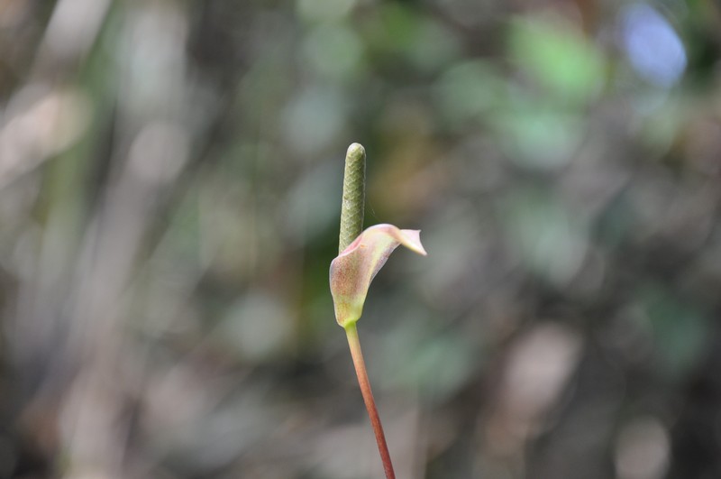 Anthurium tonduzii photo 4