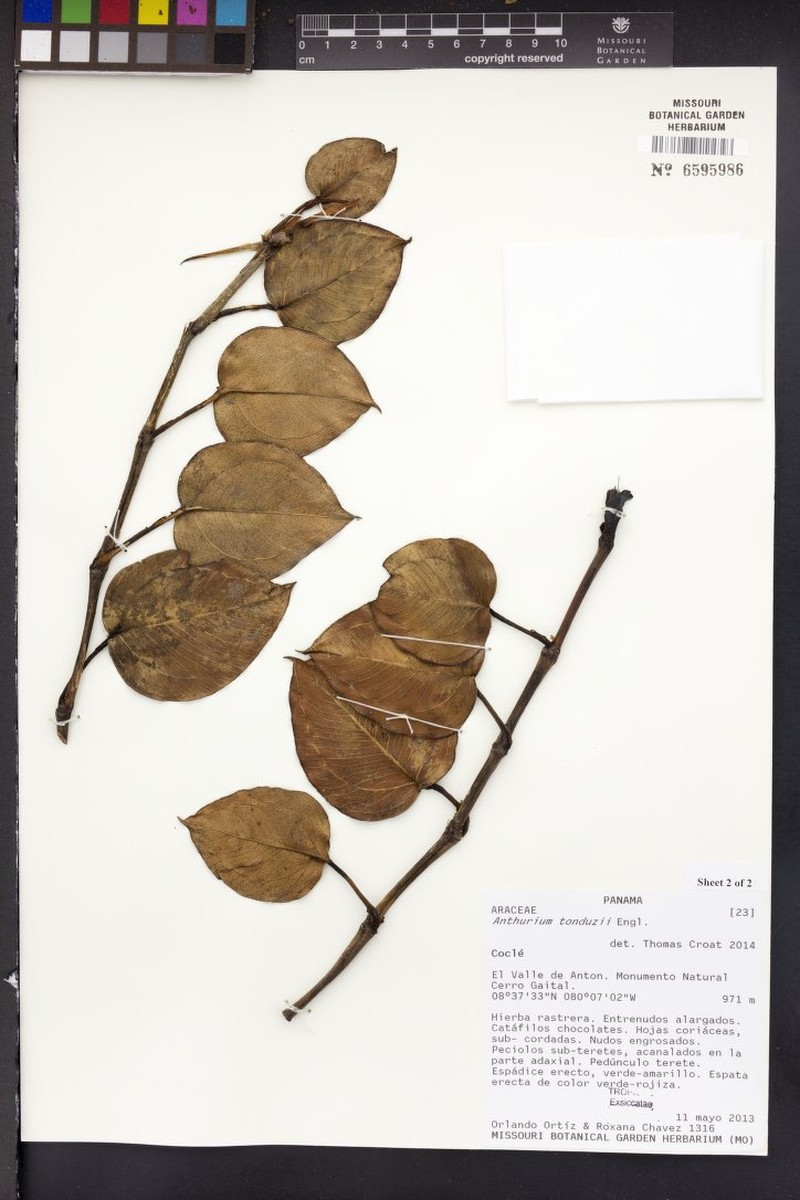 Anthurium tonduzii photo 5