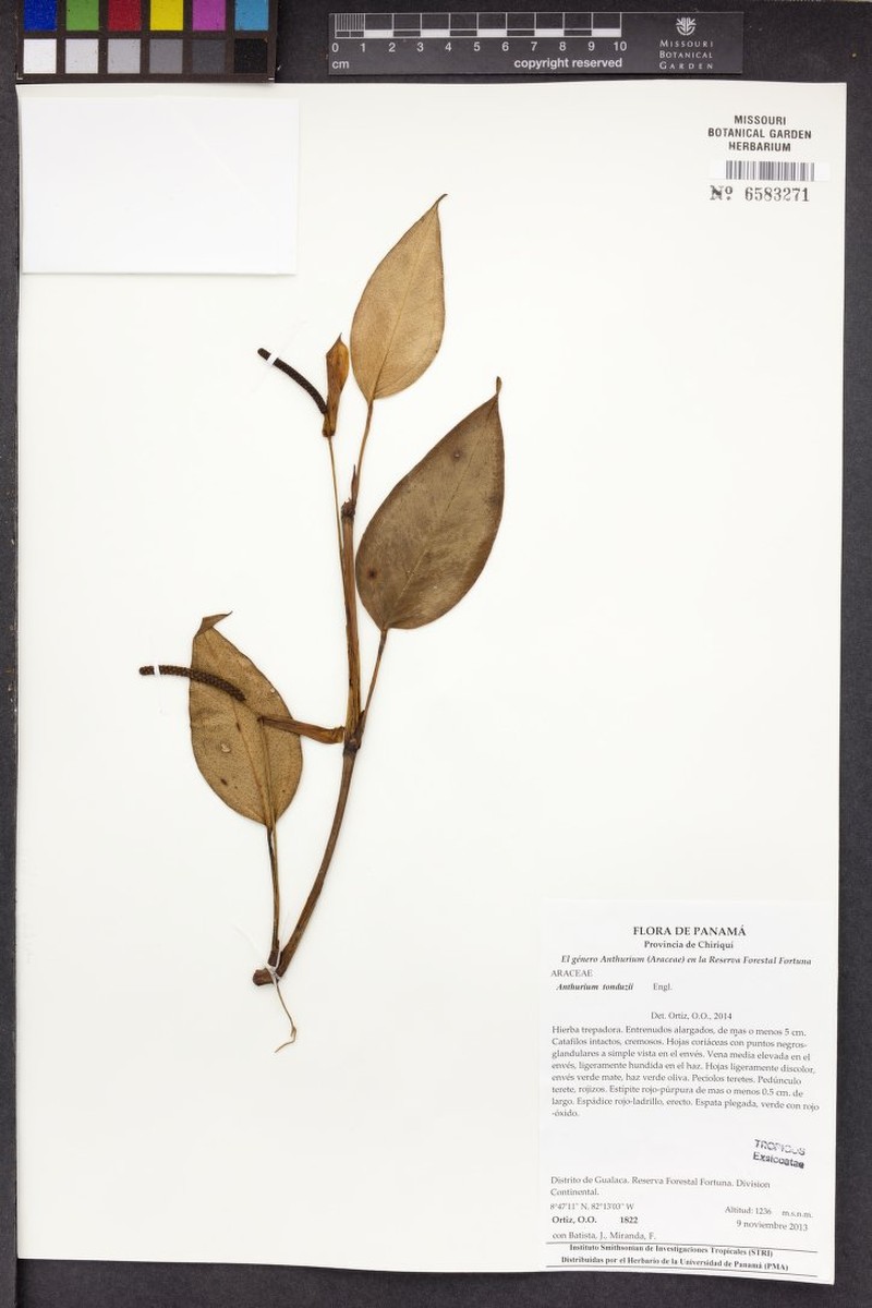 Anthurium tonduzii photo 6