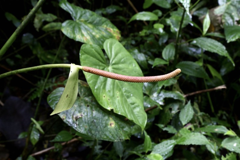 Anthurium tonianum photo 2