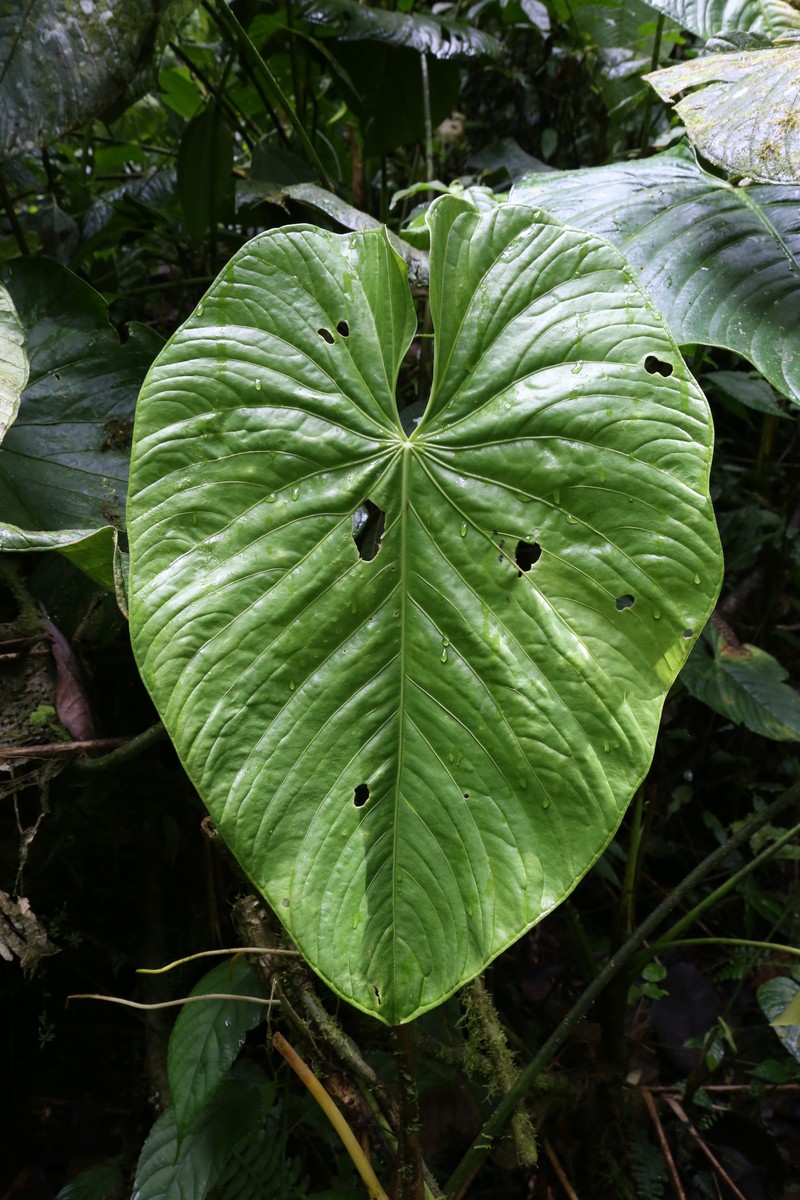 Anthurium tonianum