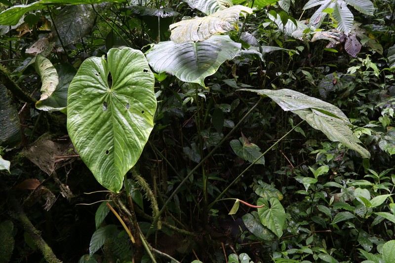 Anthurium tonianum photo 3