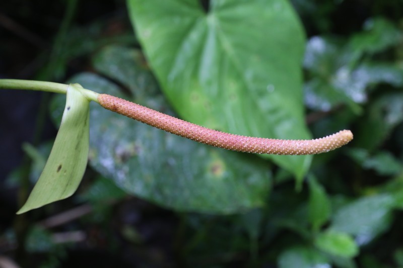 Anthurium tonianum photo 4