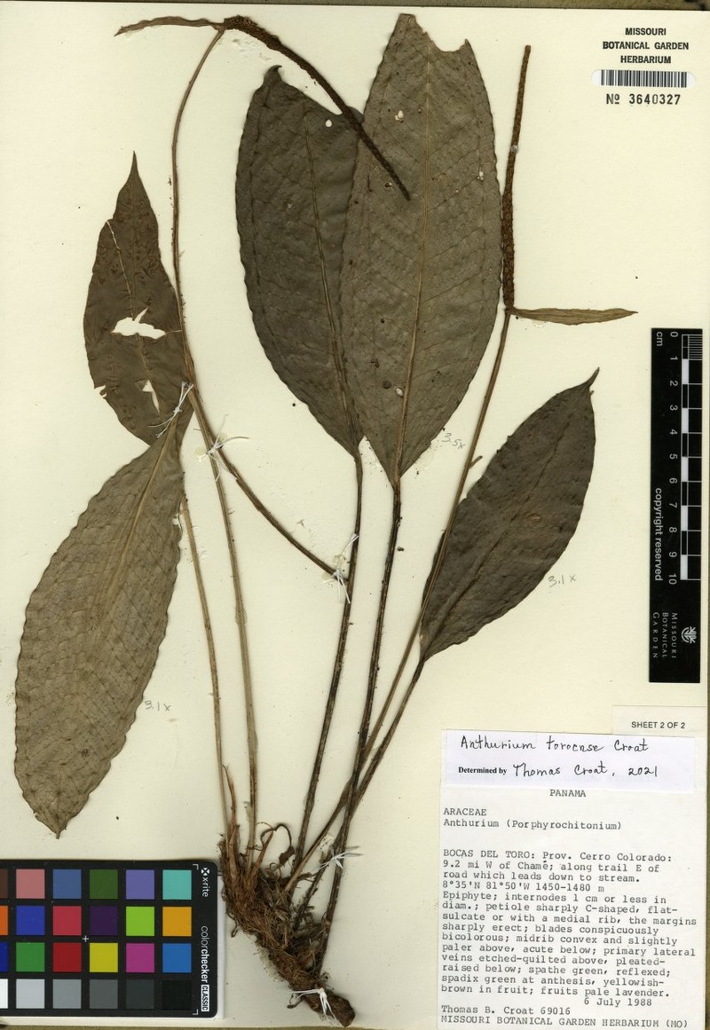Anthurium toroense
