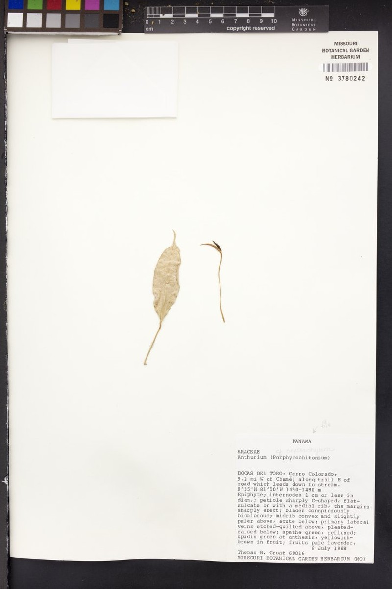 Anthurium toroense photo 2