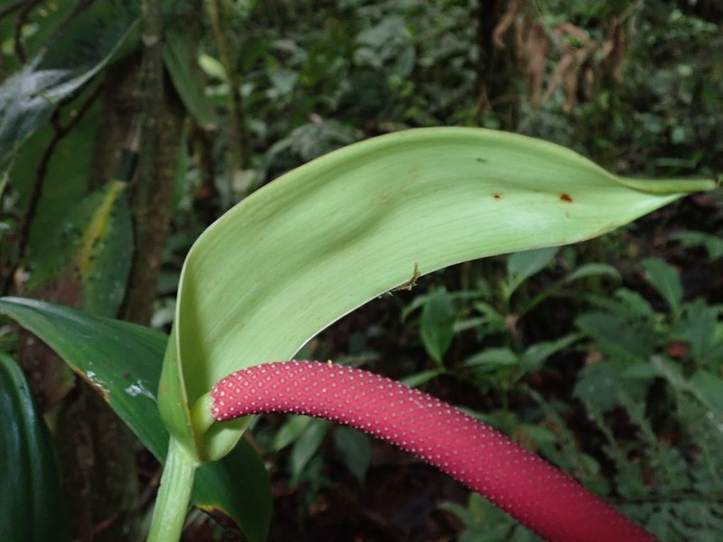 Anthurium tremulum photo 2