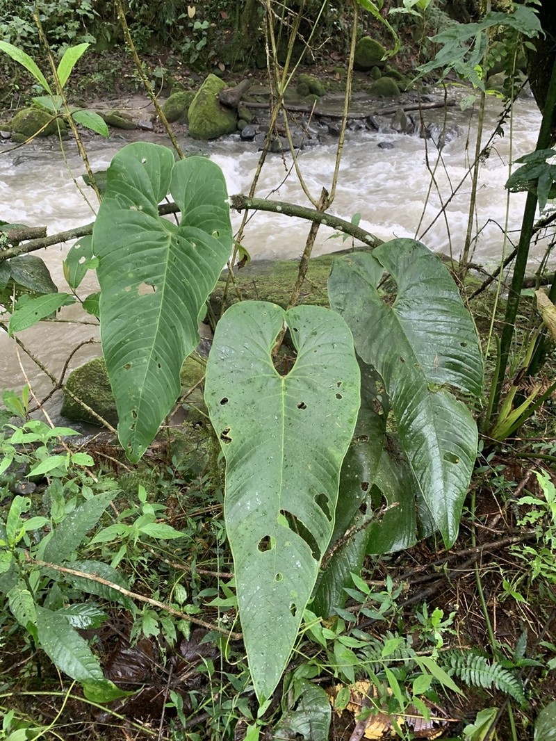 Anthurium tremulum photo 3