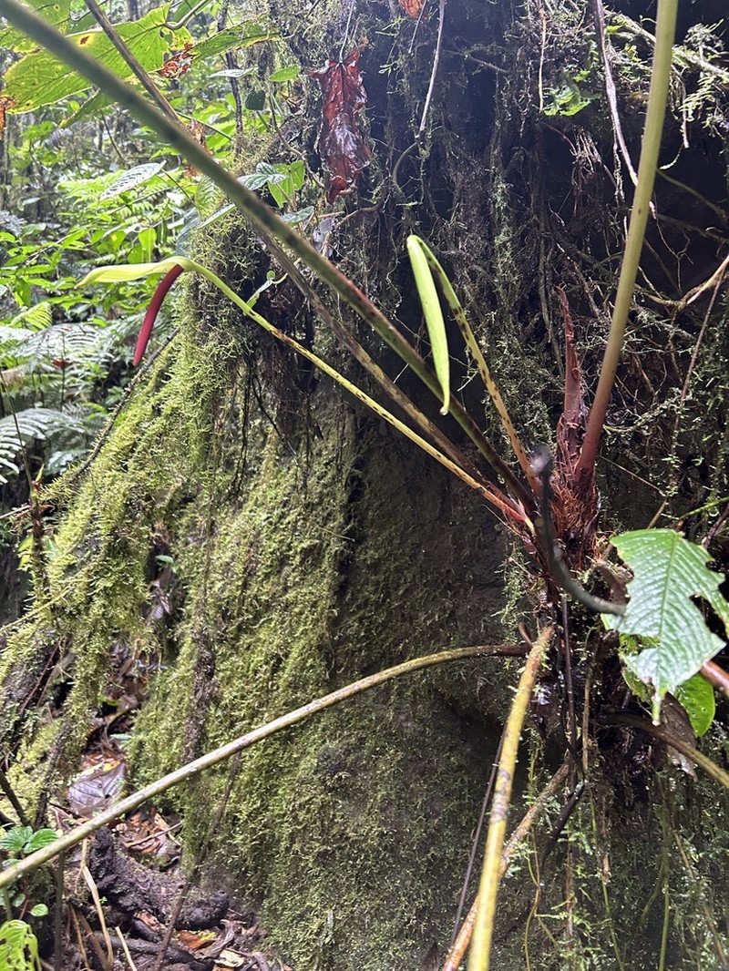 Anthurium tremulum photo 5