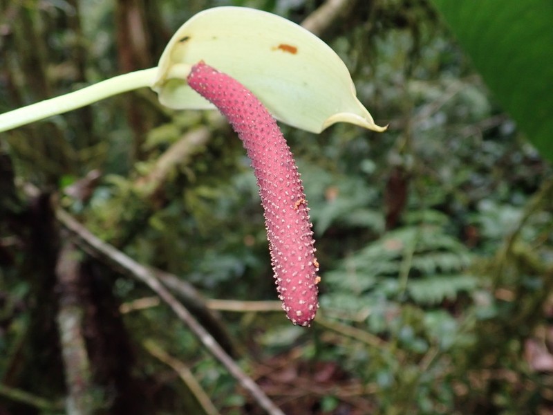 Anthurium tremulum photo 6