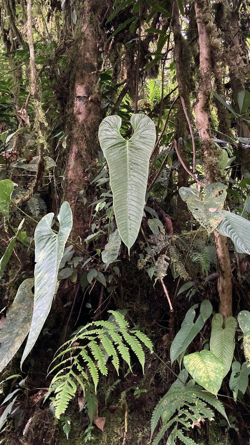 Anthurium tremulum photo 7