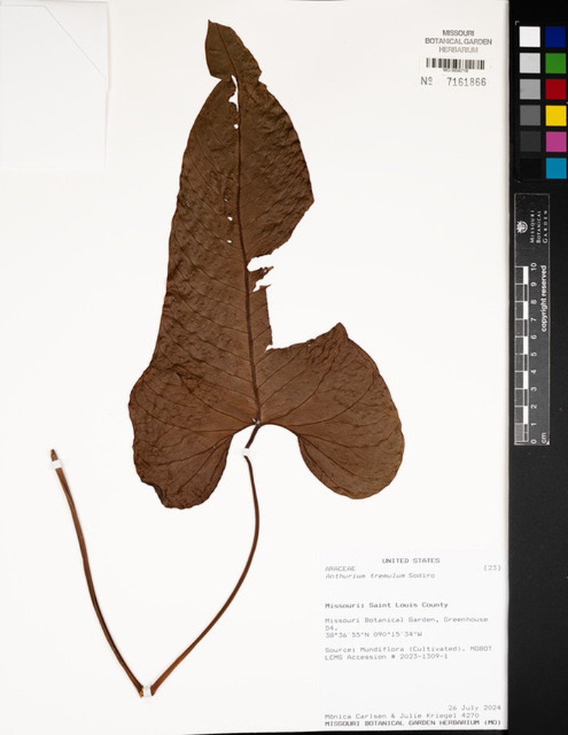 Anthurium tremulum photo 8