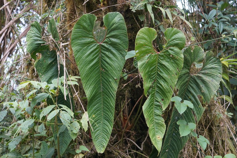 Anthurium tremulum photo 2