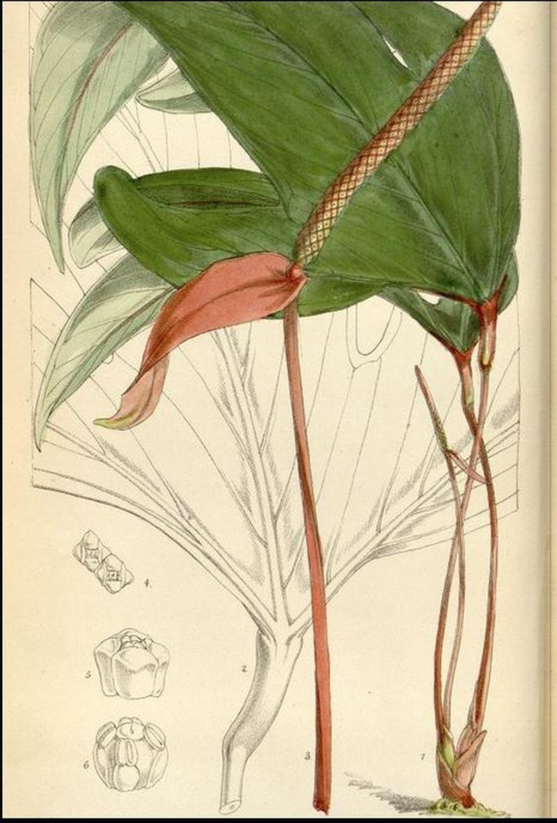 Anthurium trifidum photo 2
