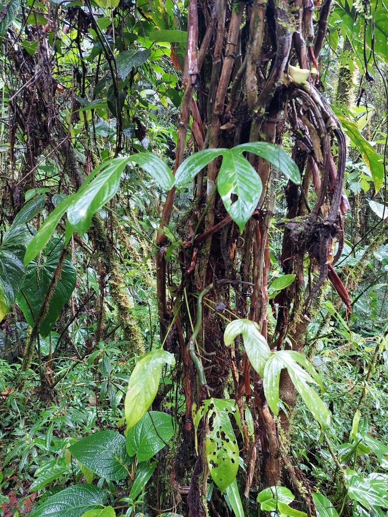 Anthurium trilobum