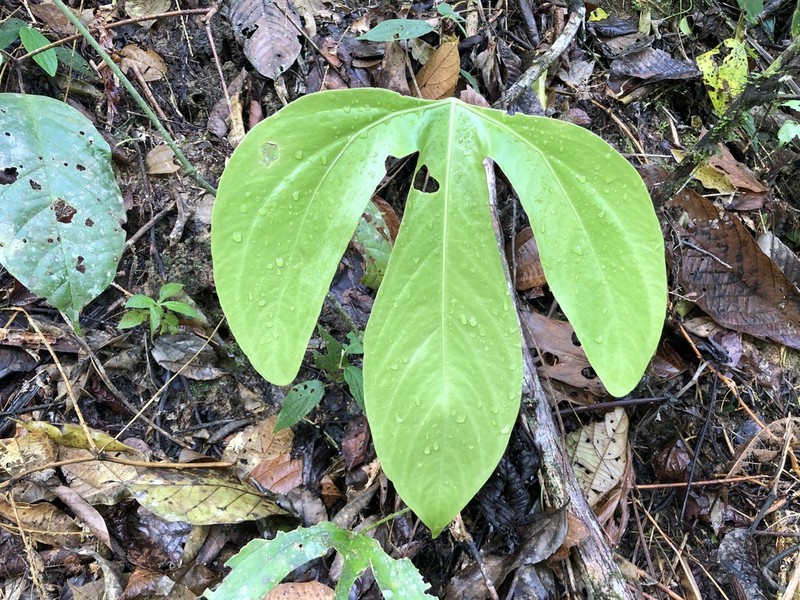Anthurium trilobum photo 3
