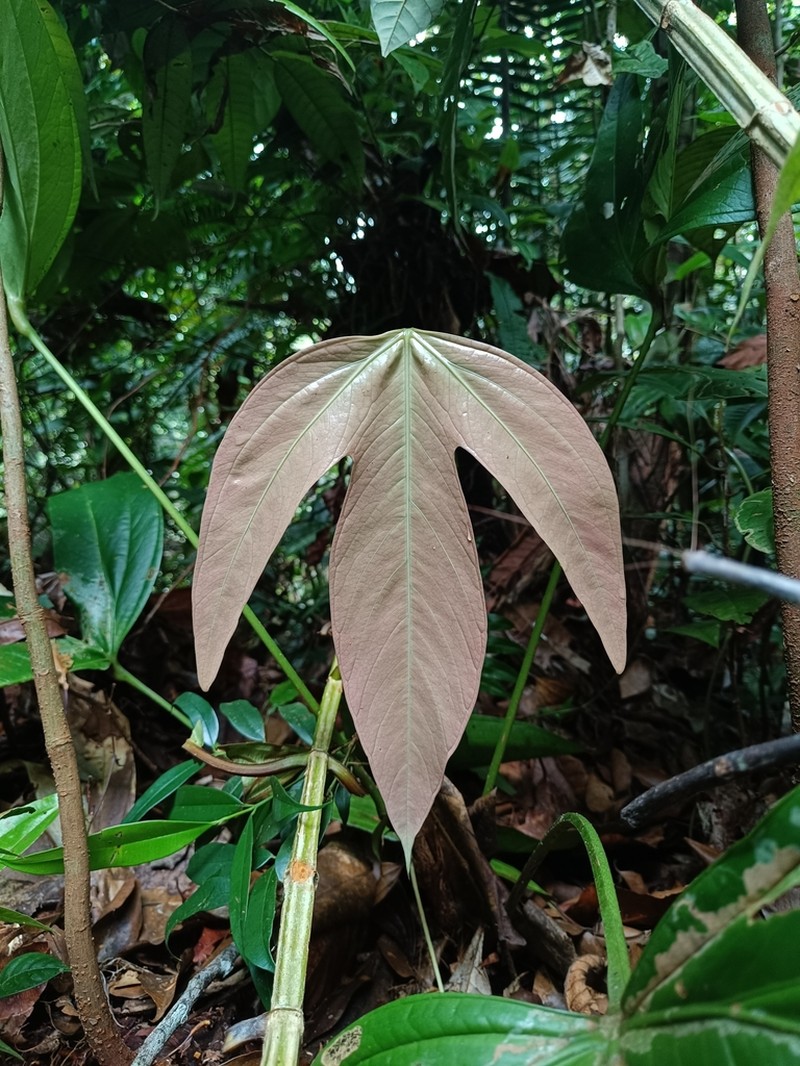 Anthurium trilobum photo 4
