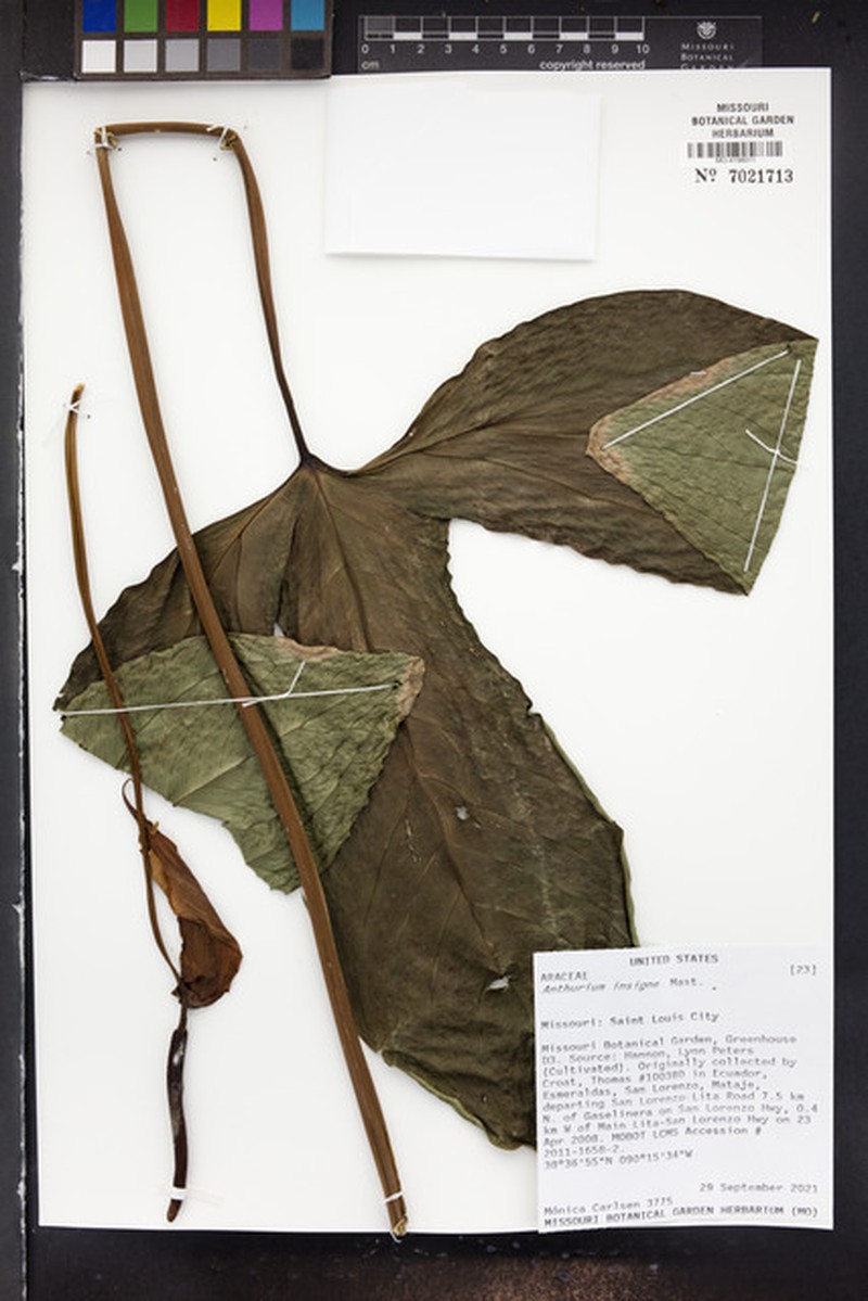 Anthurium trilobum photo 5