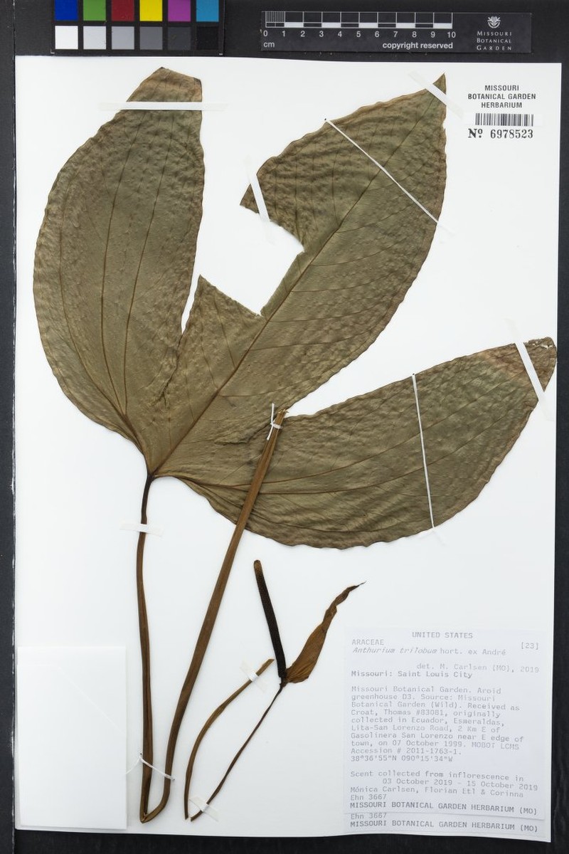 Anthurium trilobum photo 6