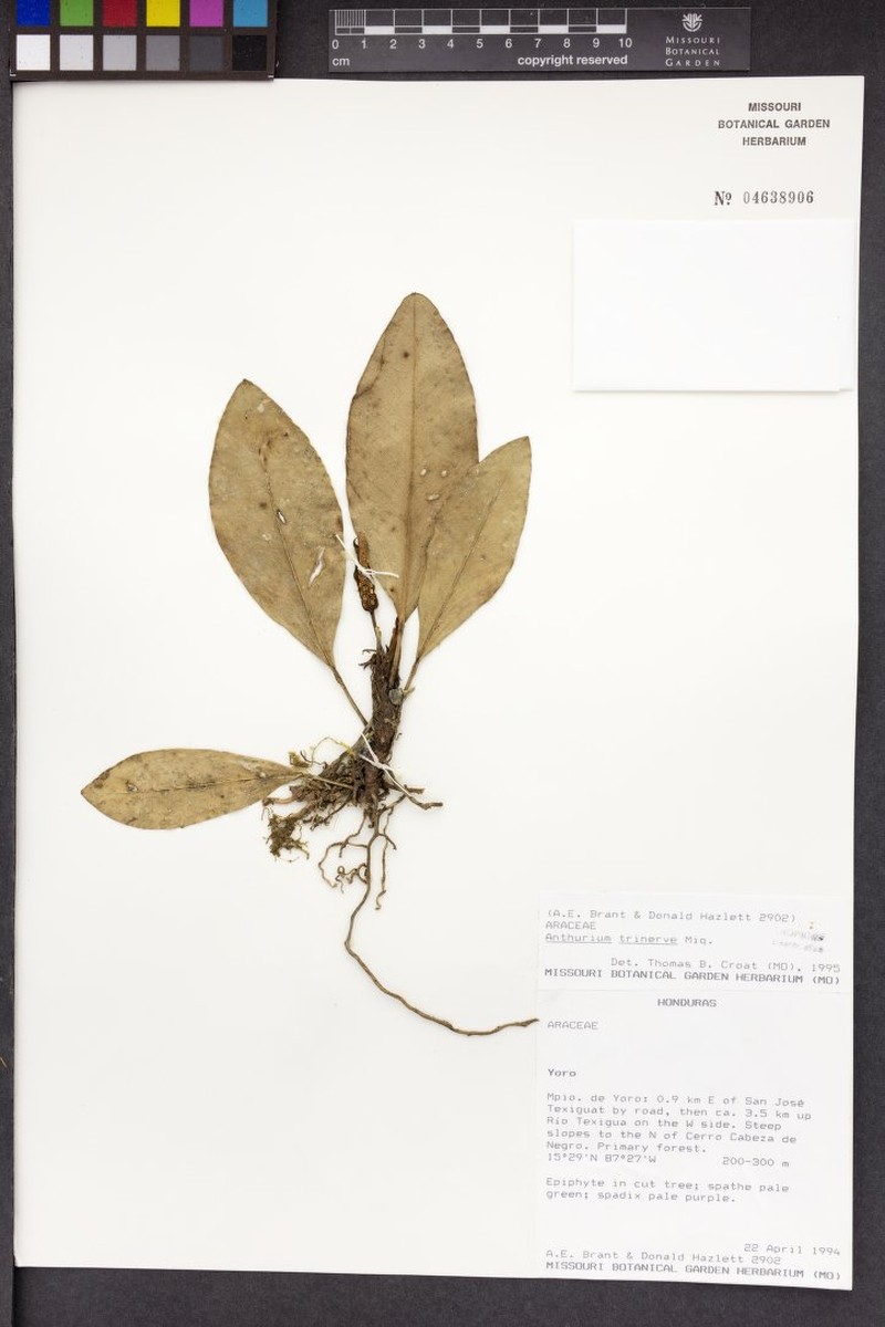 Anthurium trinervium photo 3