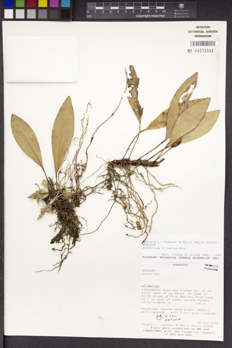 Anthurium trinervium photo 4