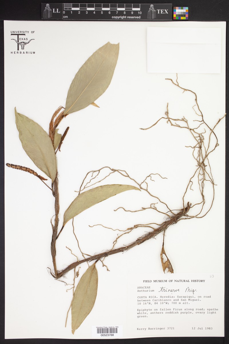 Anthurium trinervium