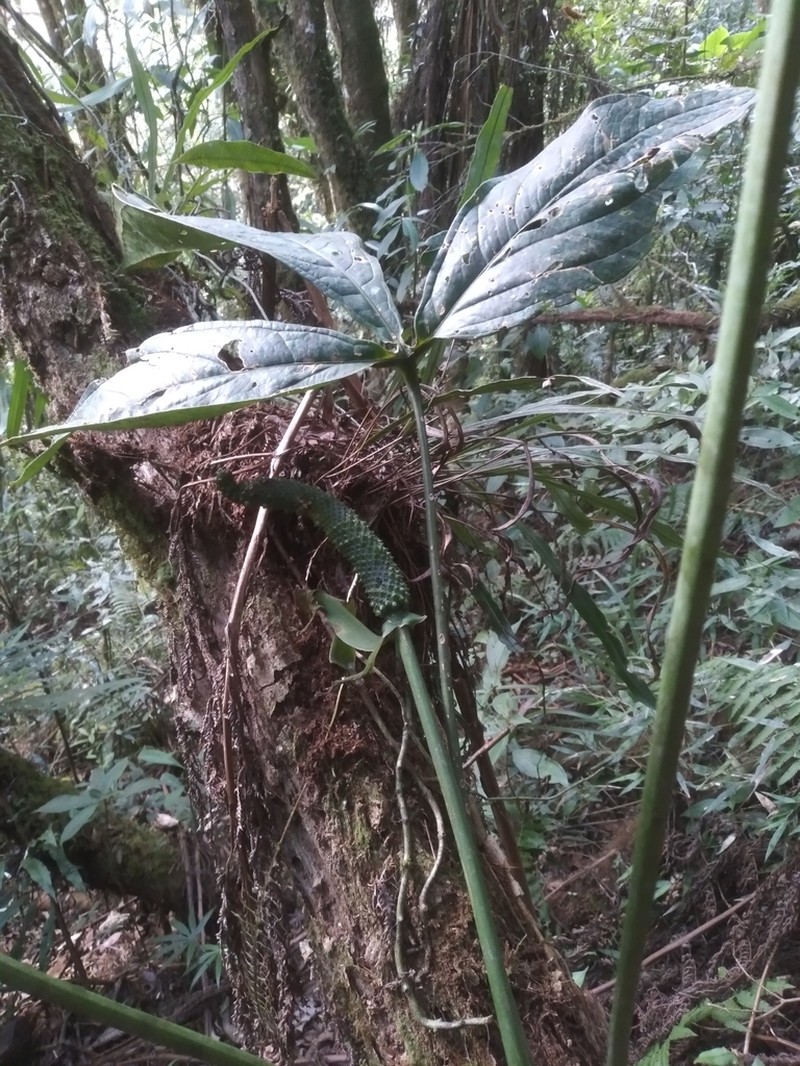 Anthurium triphyllum