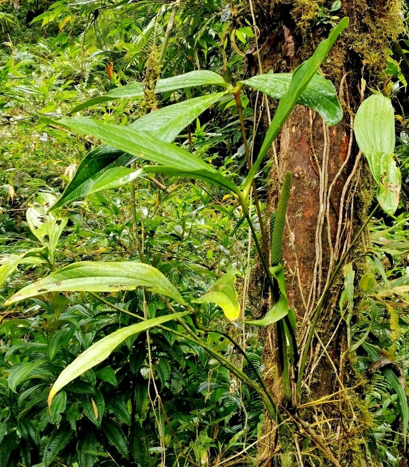 Anthurium triphyllum photo 3