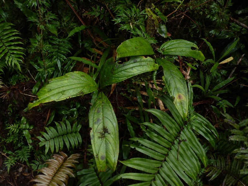 Anthurium triphyllum photo 4